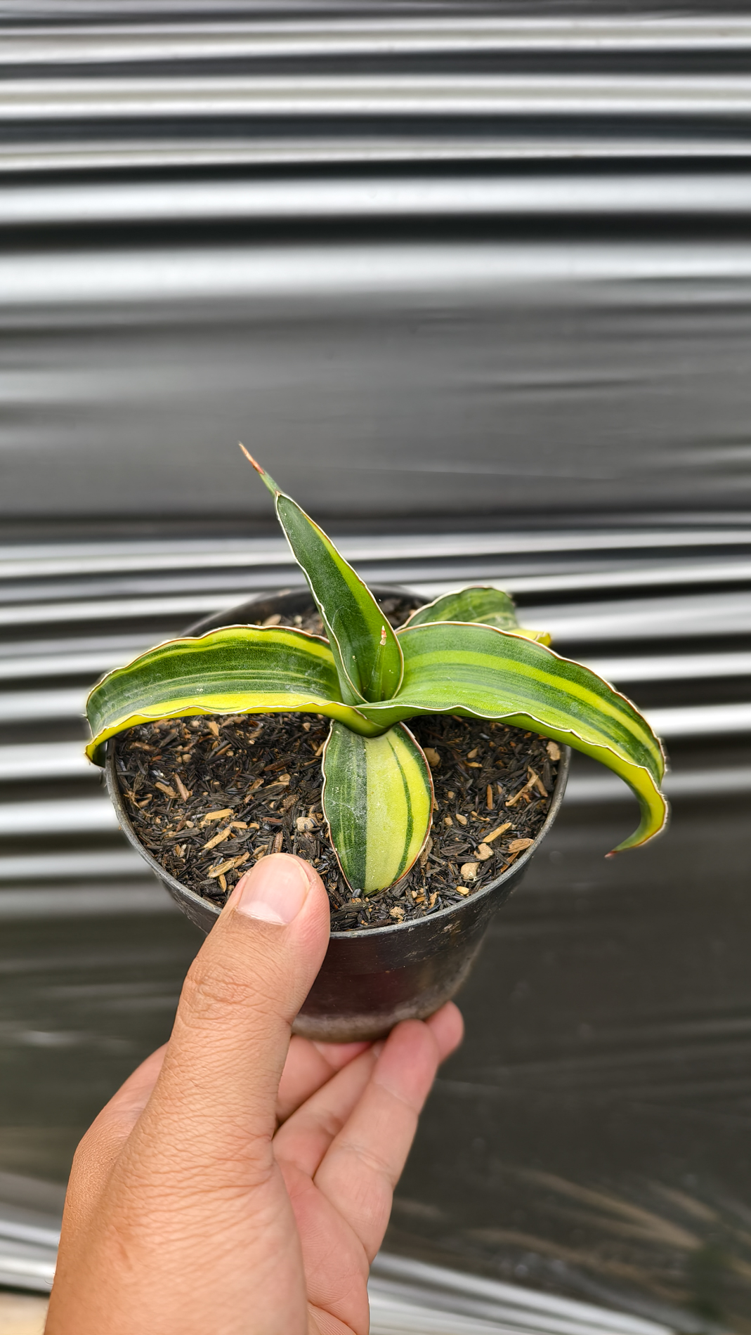 1263. Sansevieria Pinguicula Tom Grumbley Variegated - Image 8