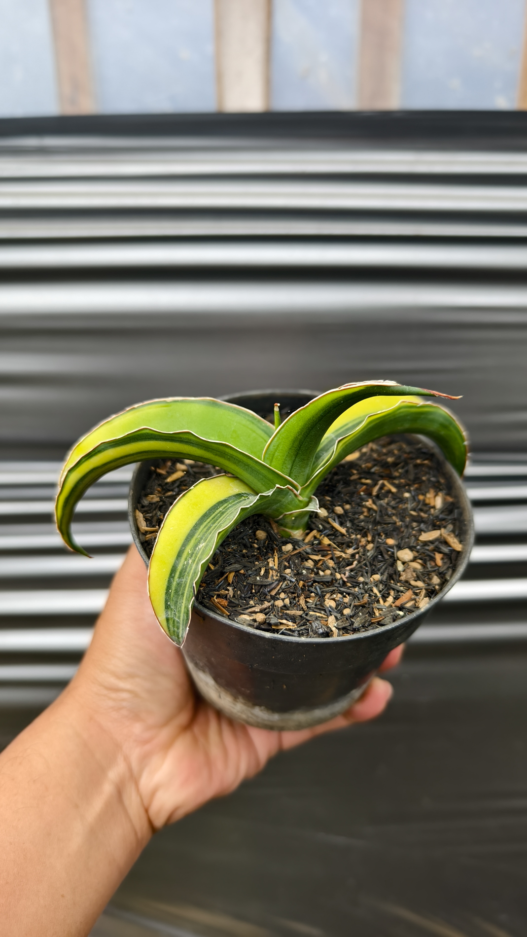 1263. Sansevieria Pinguicula Tom Grumbley Variegated - Image 4