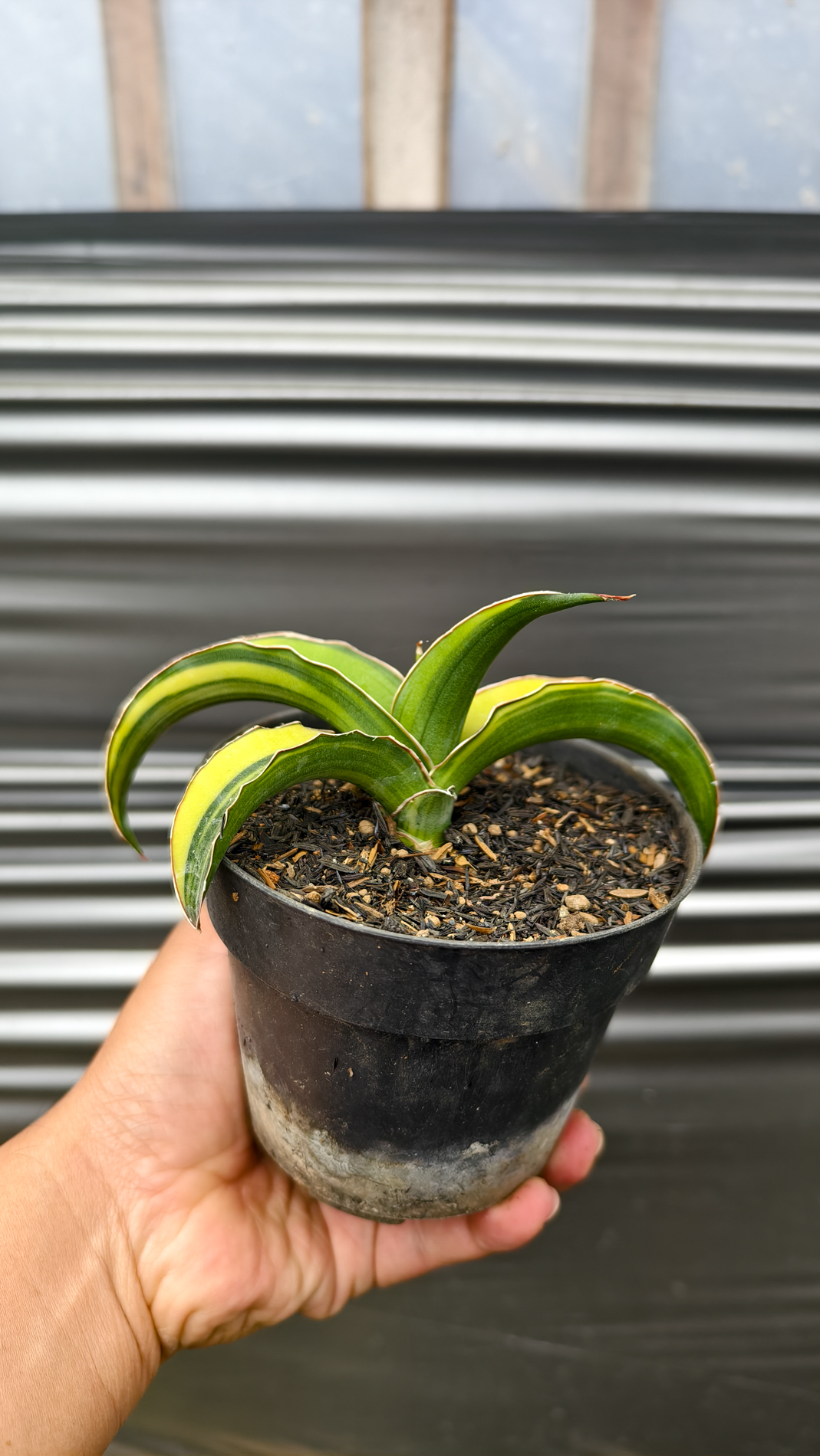 1263. Sansevieria Pinguicula Tom Grumbley Variegated - Image 5