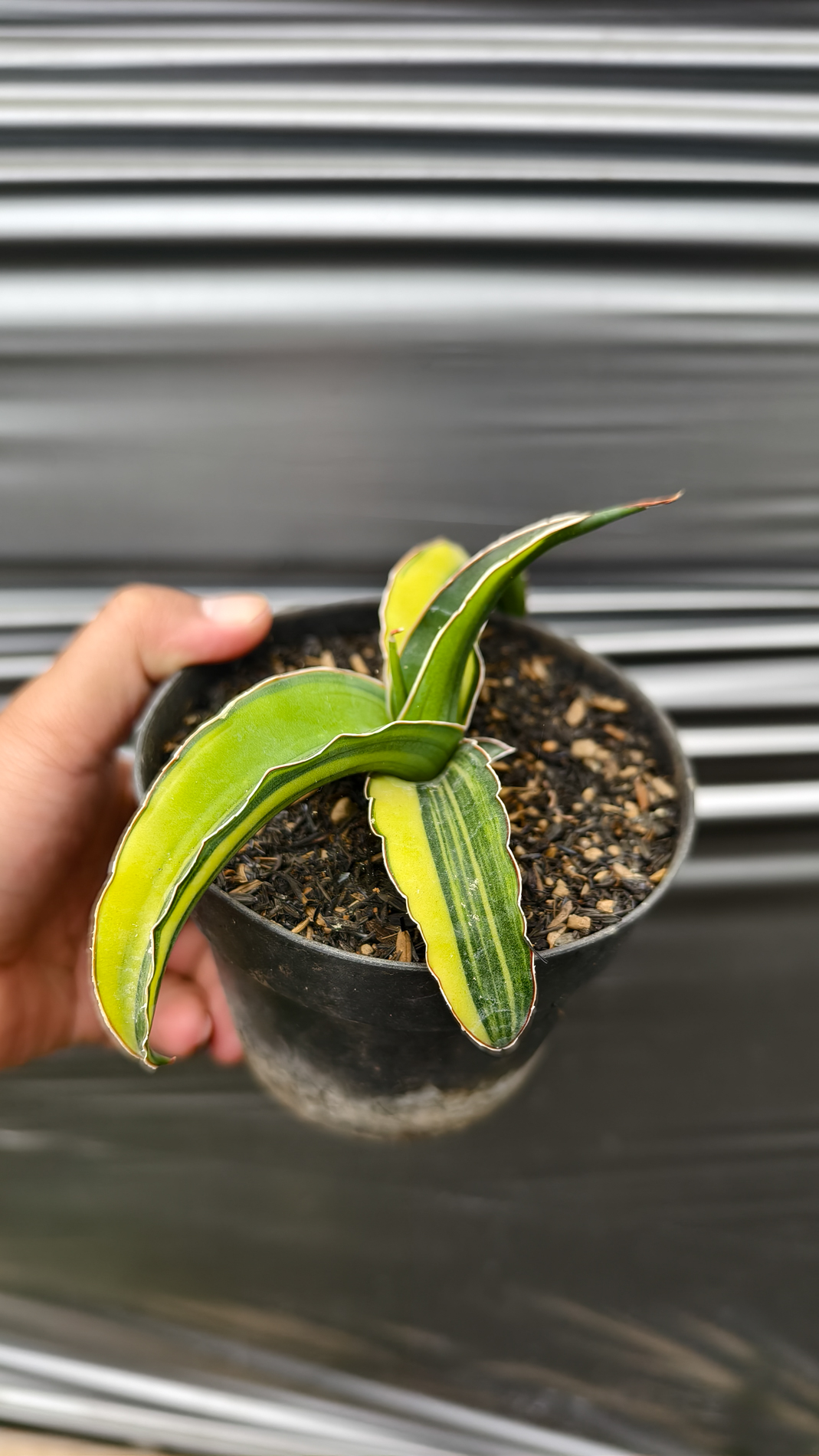 1263. Sansevieria Pinguicula Tom Grumbley Variegated - Image 6
