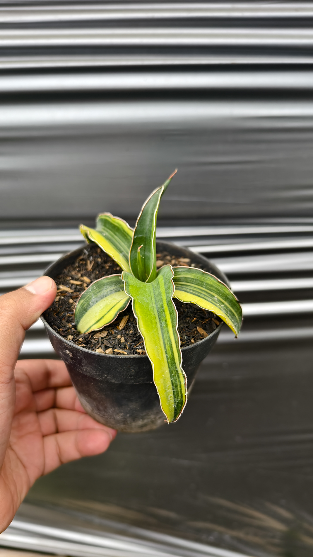 1263. Sansevieria Pinguicula Tom Grumbley Variegated - Image 3