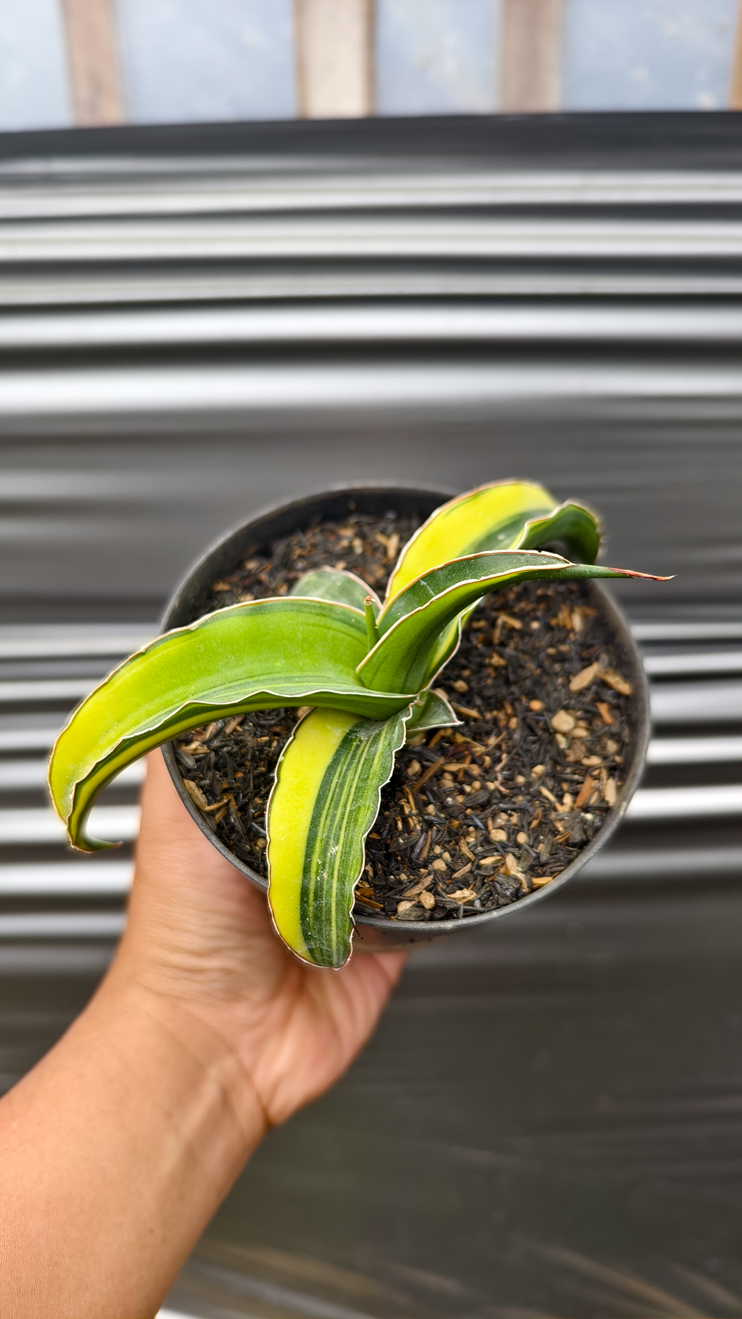 1263. Sansevieria Pinguicula Tom Grumbley Variegated - Image 2