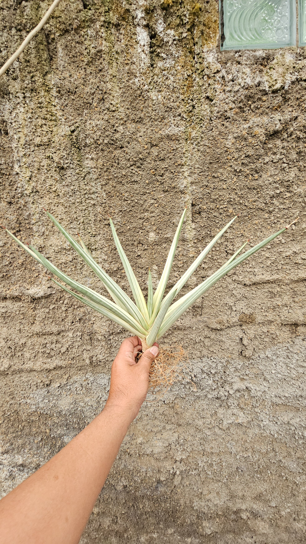 1264. Sansevieria Royal Crown Size 20 Cm - Image 5