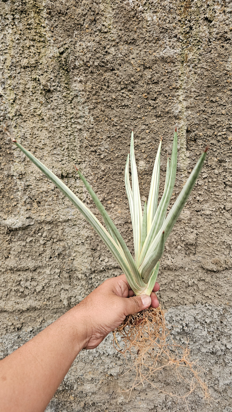 1264. Sansevieria Royal Crown Size 20 Cm - Image 2