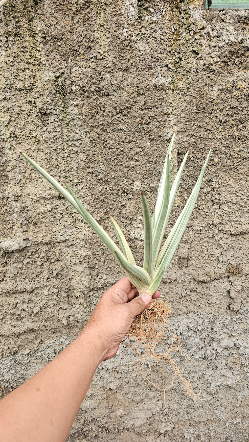 1264. Sansevieria Royal Crown Size 20 Cm - Image 3