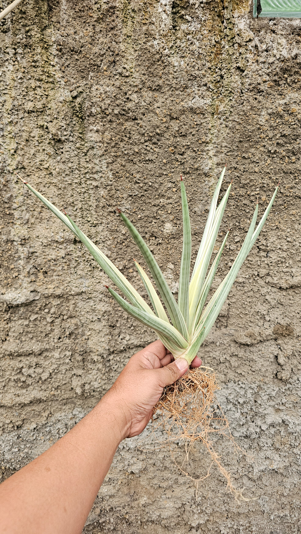 1264. Sansevieria Royal Crown Size 20 Cm - Image 6