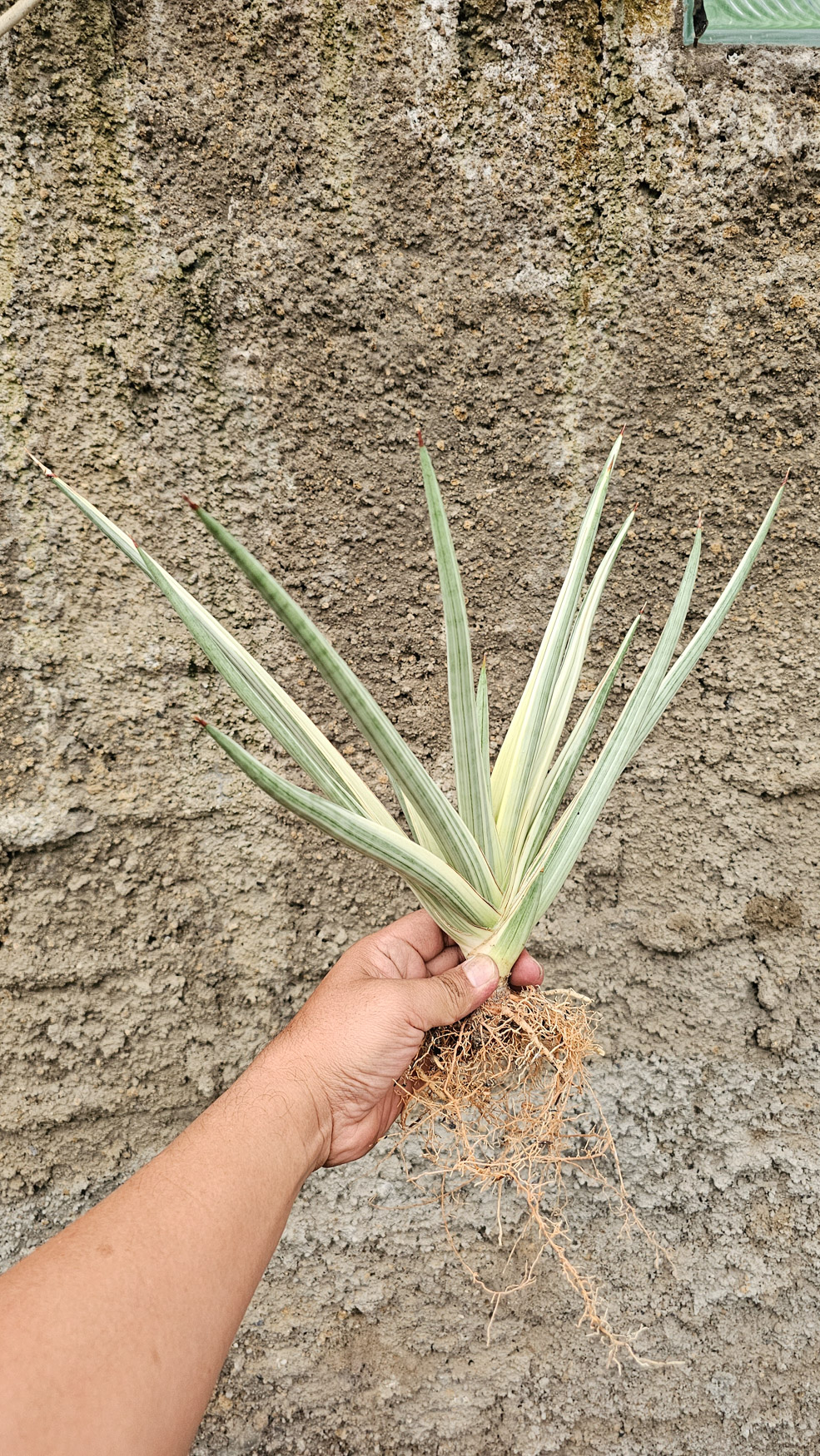 1264. Sansevieria Royal Crown Size 20 Cm - Image 7