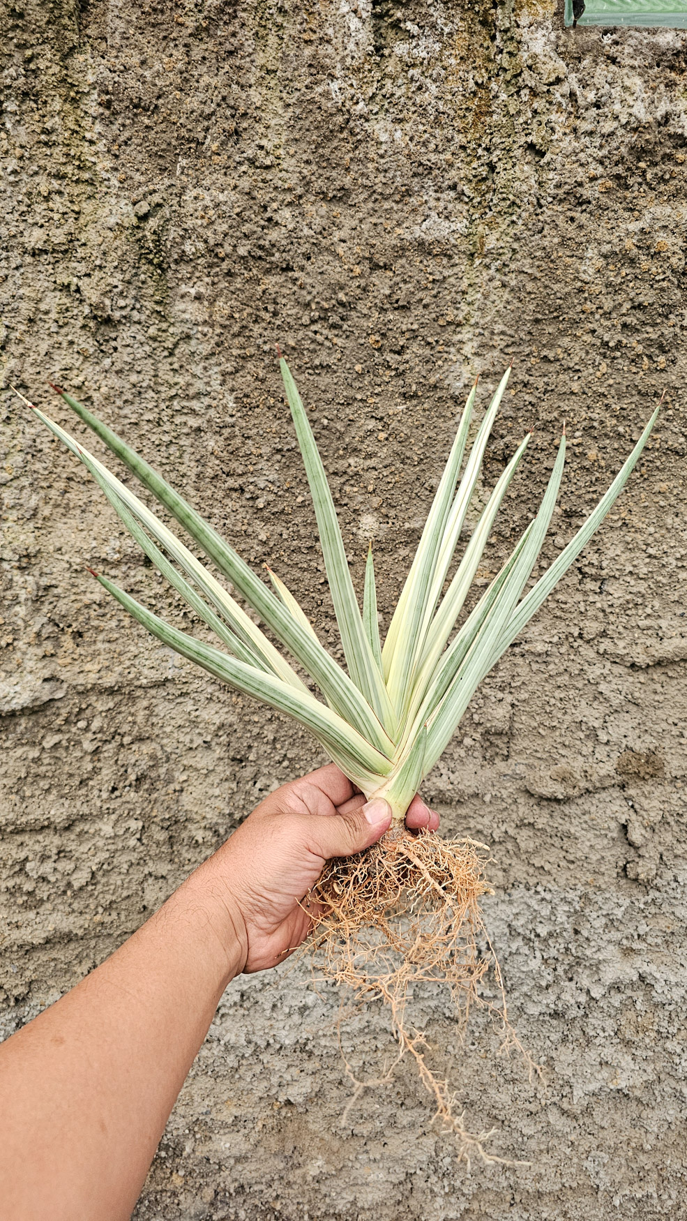 1264. Sansevieria Royal Crown Size 20 Cm - Image 8