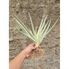 1264. Sansevieria Royal Crown Size 20 Cm