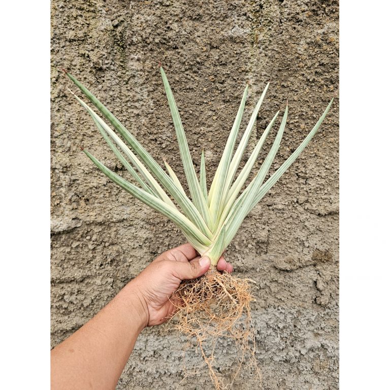 1264. Sansevieria Royal Crown Size 20 Cm