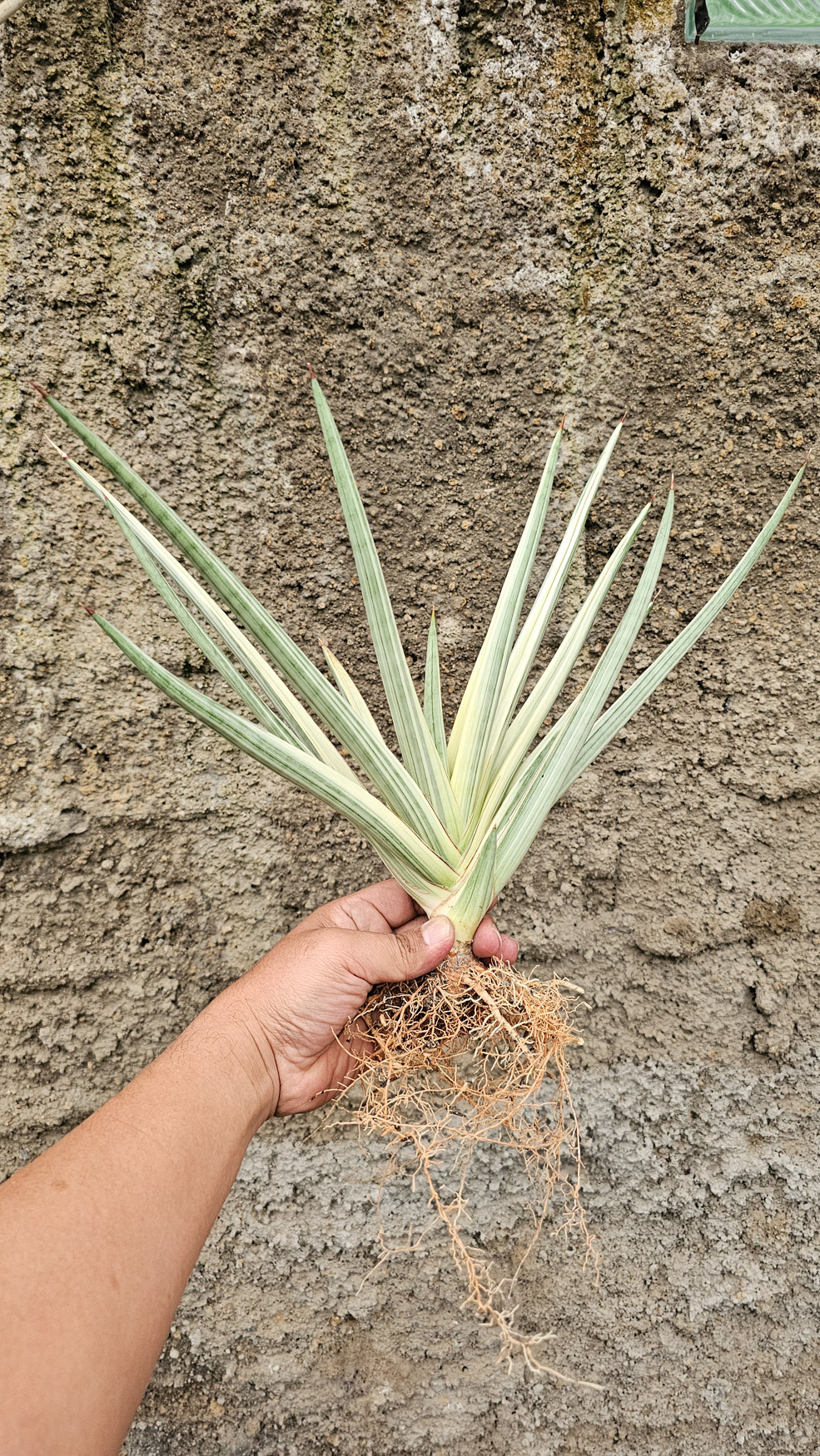 1264. Sansevieria Royal Crown Size 20 Cm - Image 9