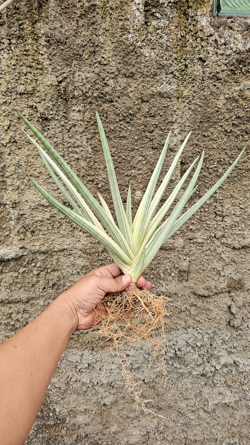 1264. Sansevieria Royal Crown Size 20 Cm - Image 10