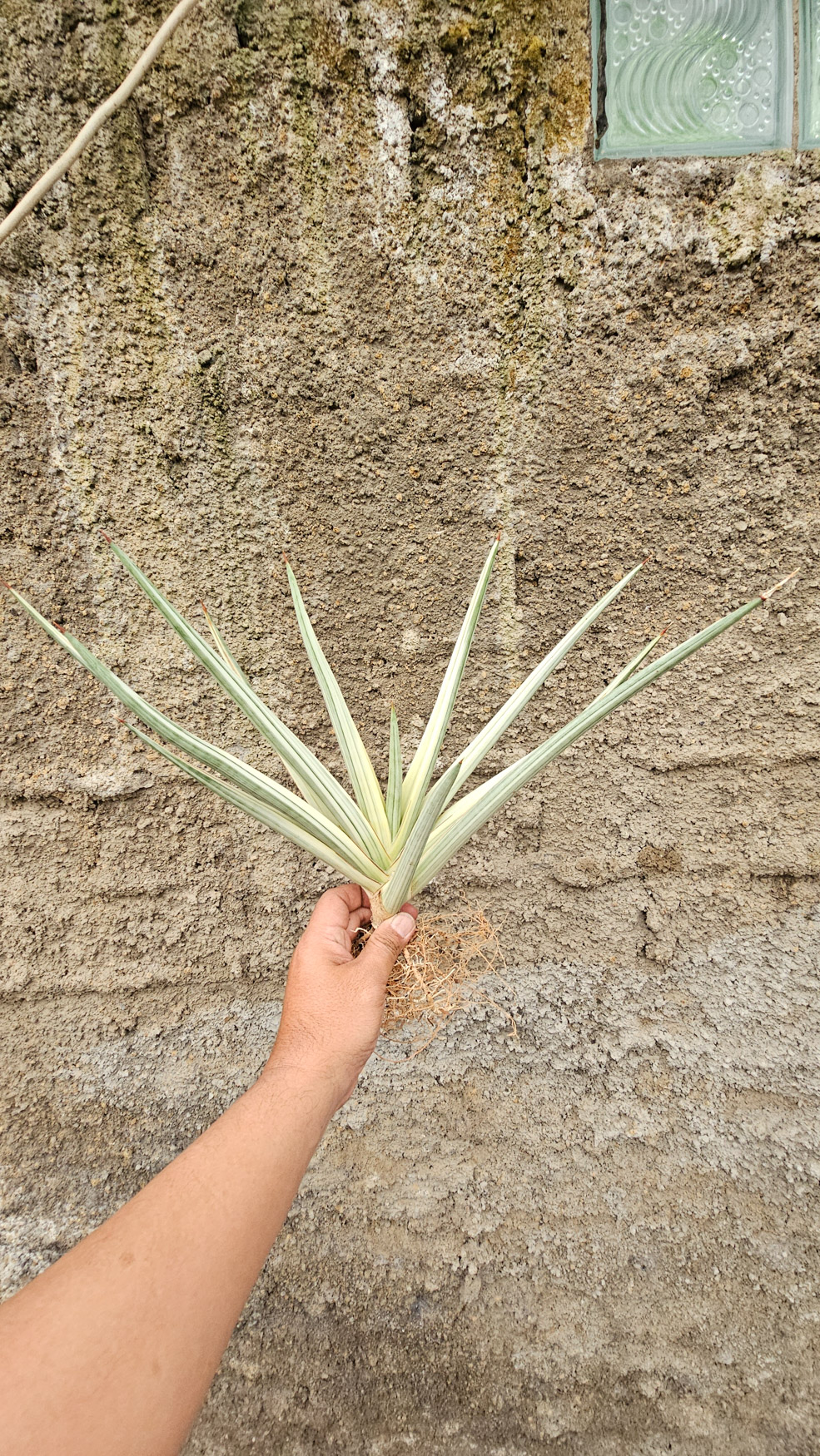 1264. Sansevieria Royal Crown Size 20 Cm - Image 4