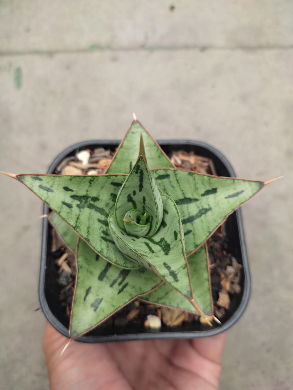 1267. Sansevieria Kaisar - Image 8