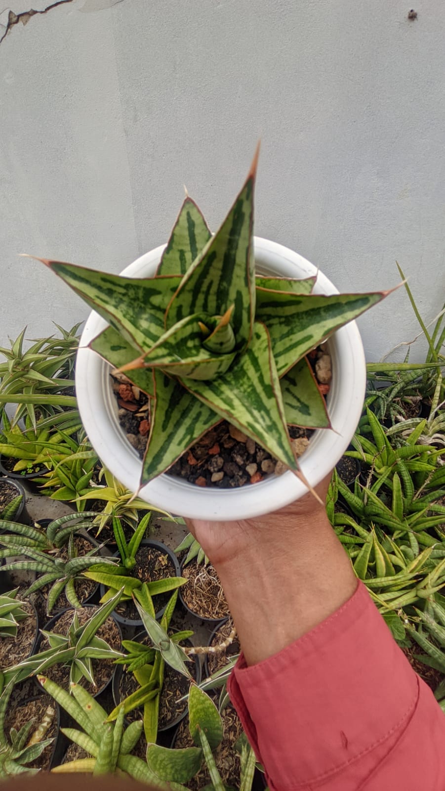 1267. Sansevieria Kaisar - Image 3