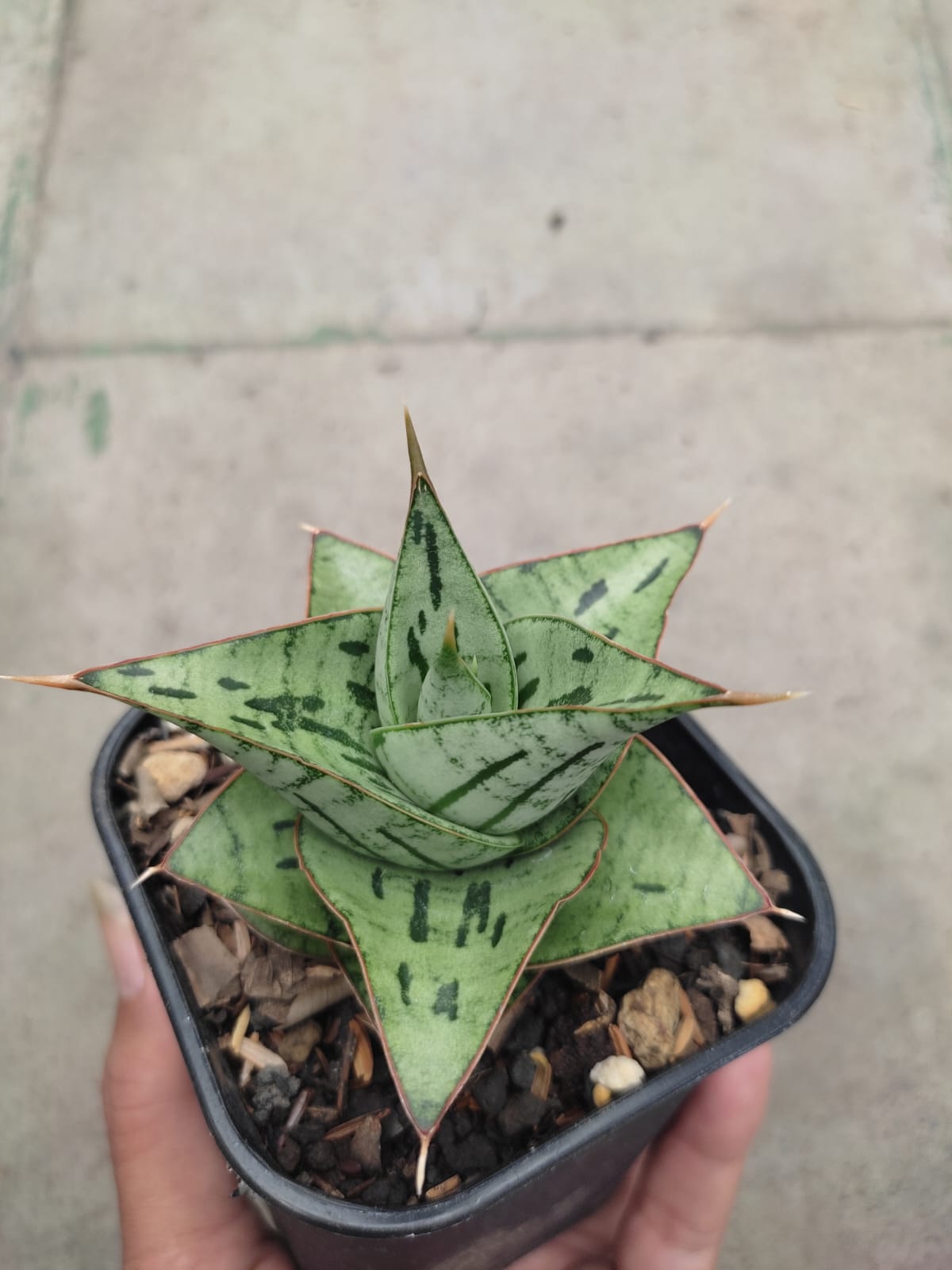 1267. Sansevieria Kaisar - Image 4