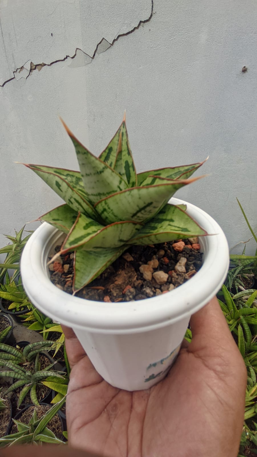 1267. Sansevieria Kaisar - Image 5