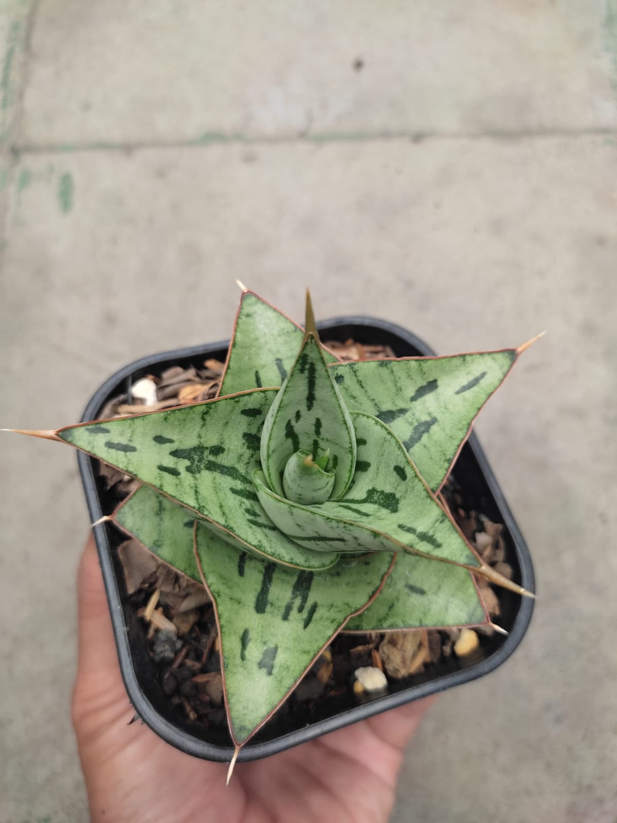 1267. Sansevieria Kaisar - Image 2