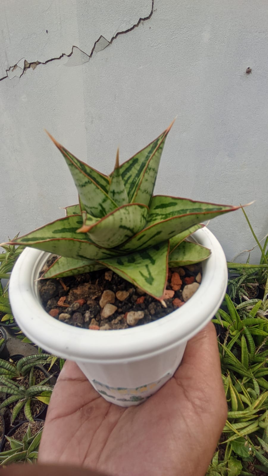 1267. Sansevieria Kaisar - Image 7