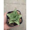 1267. Sansevieria Kaisar