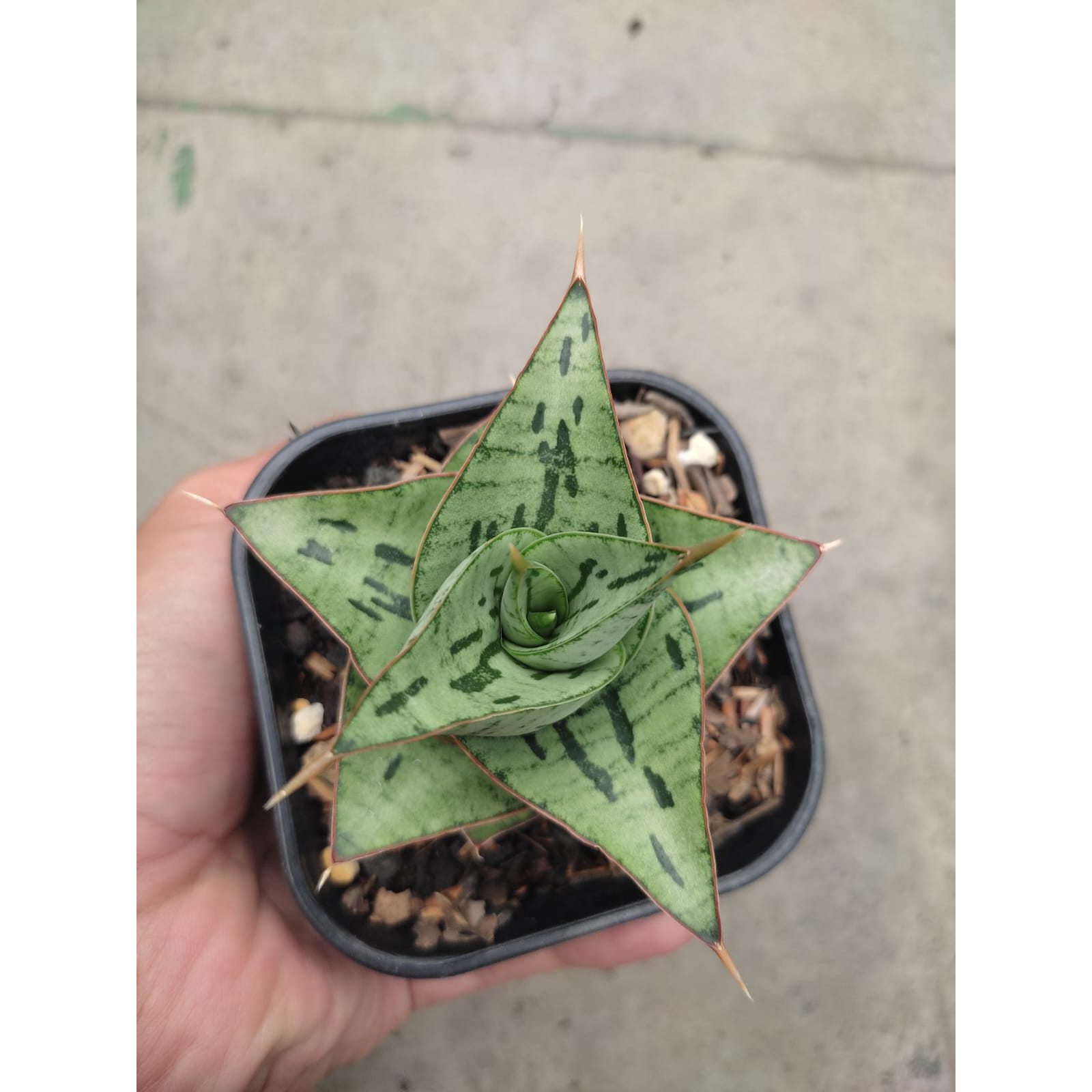 1267. Sansevieria Kaisar