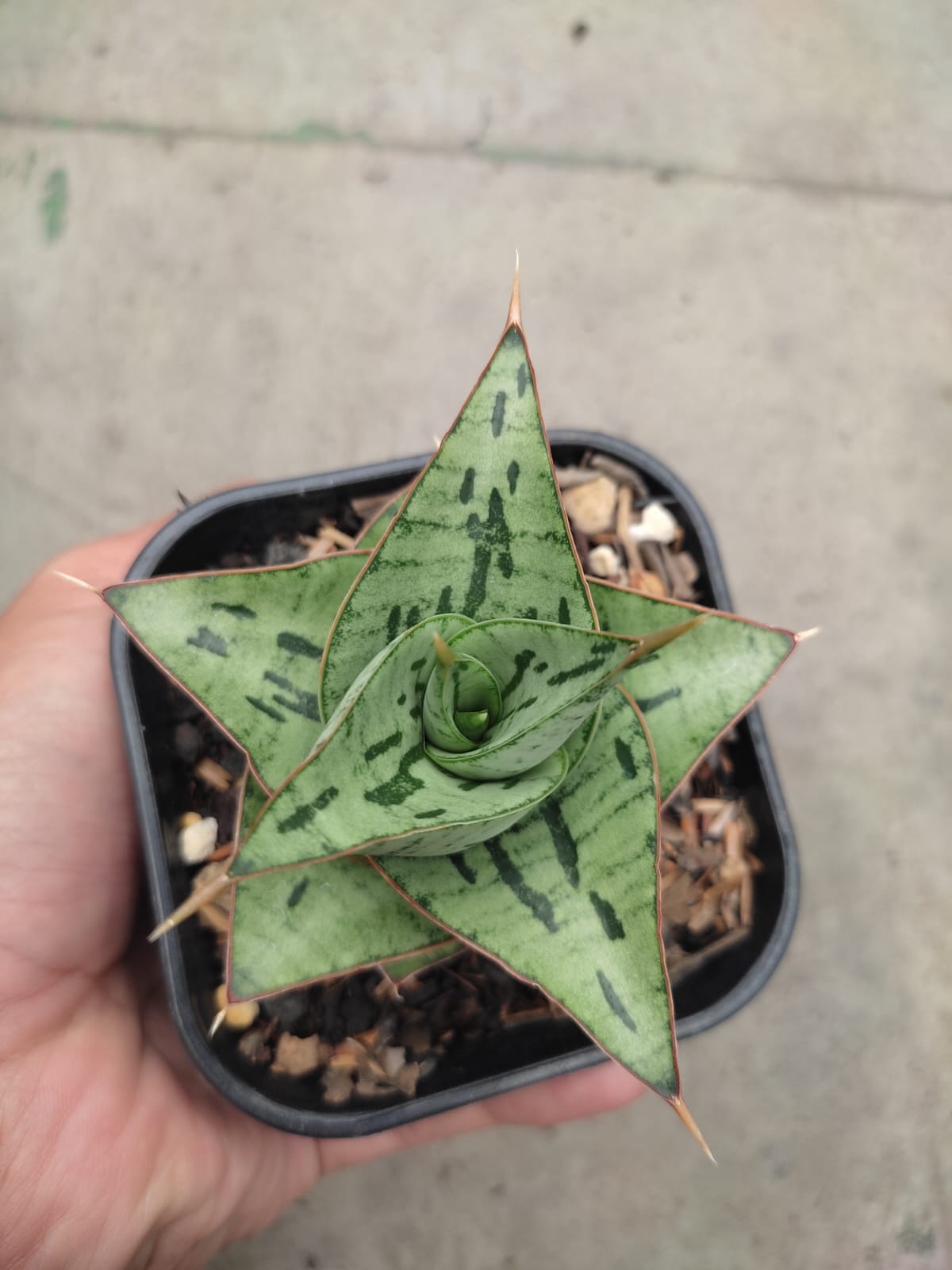 1267. Sansevieria Kaisar - Image 6