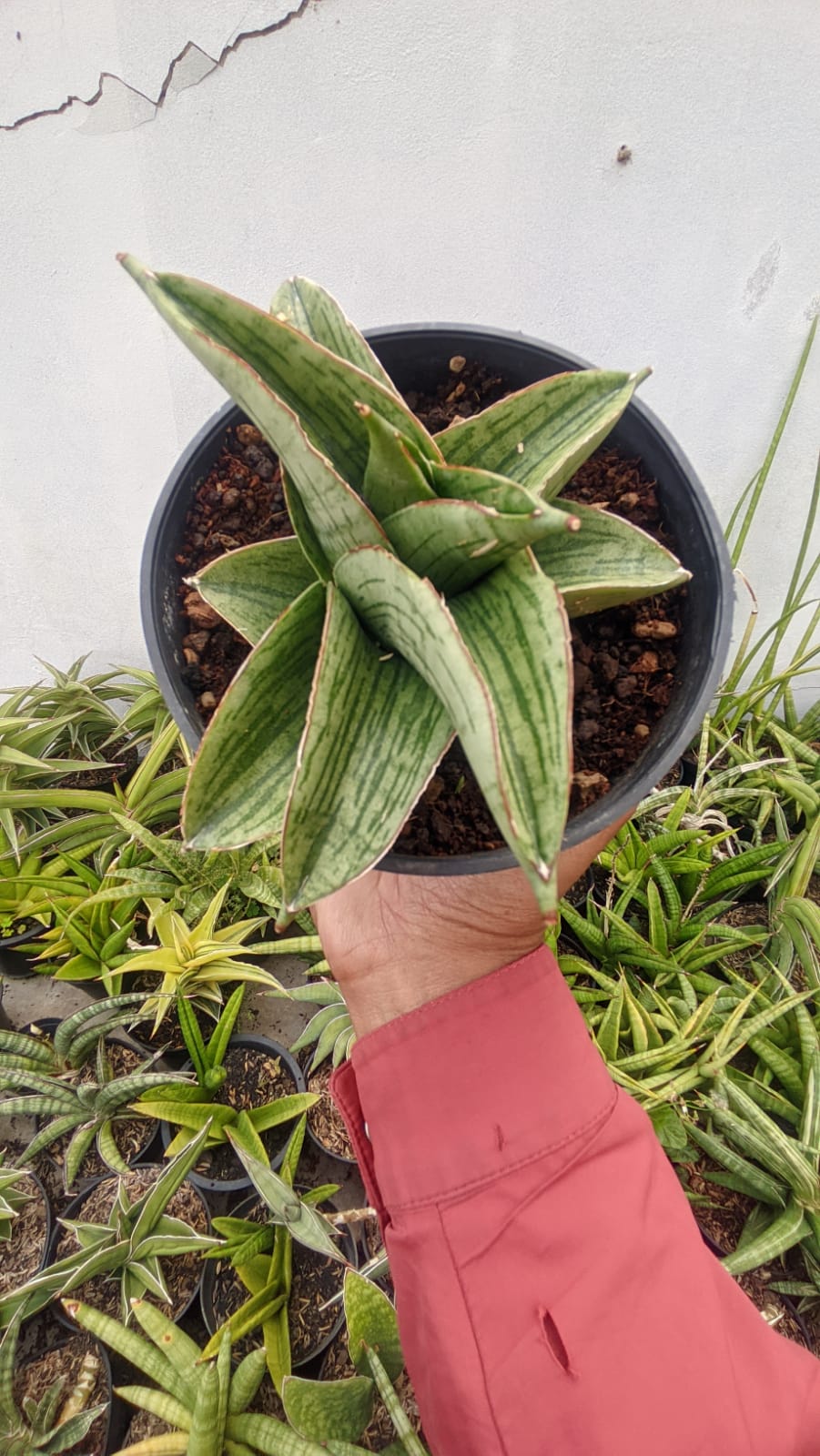 1268. Sansevieria Hobbit - Image 2