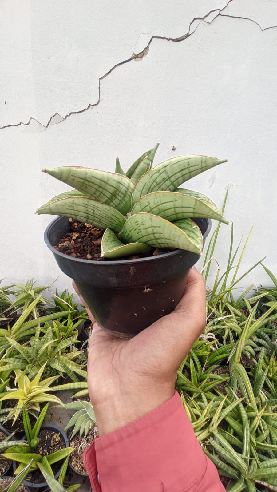 1268. Sansevieria Hobbit - Image 3