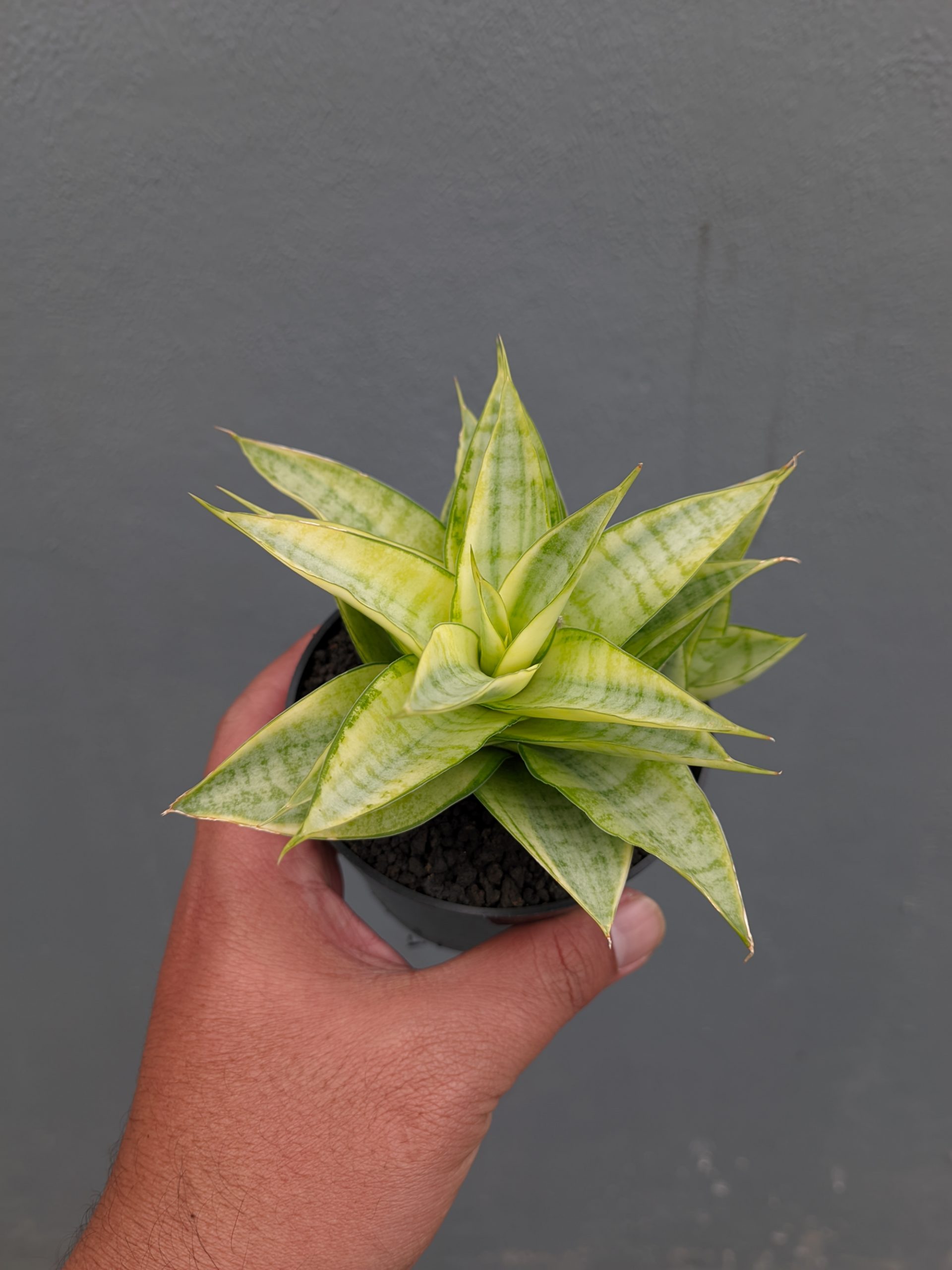 1269. Sansevieria Hybrid Gabriella Yellow Variegated - Image 2