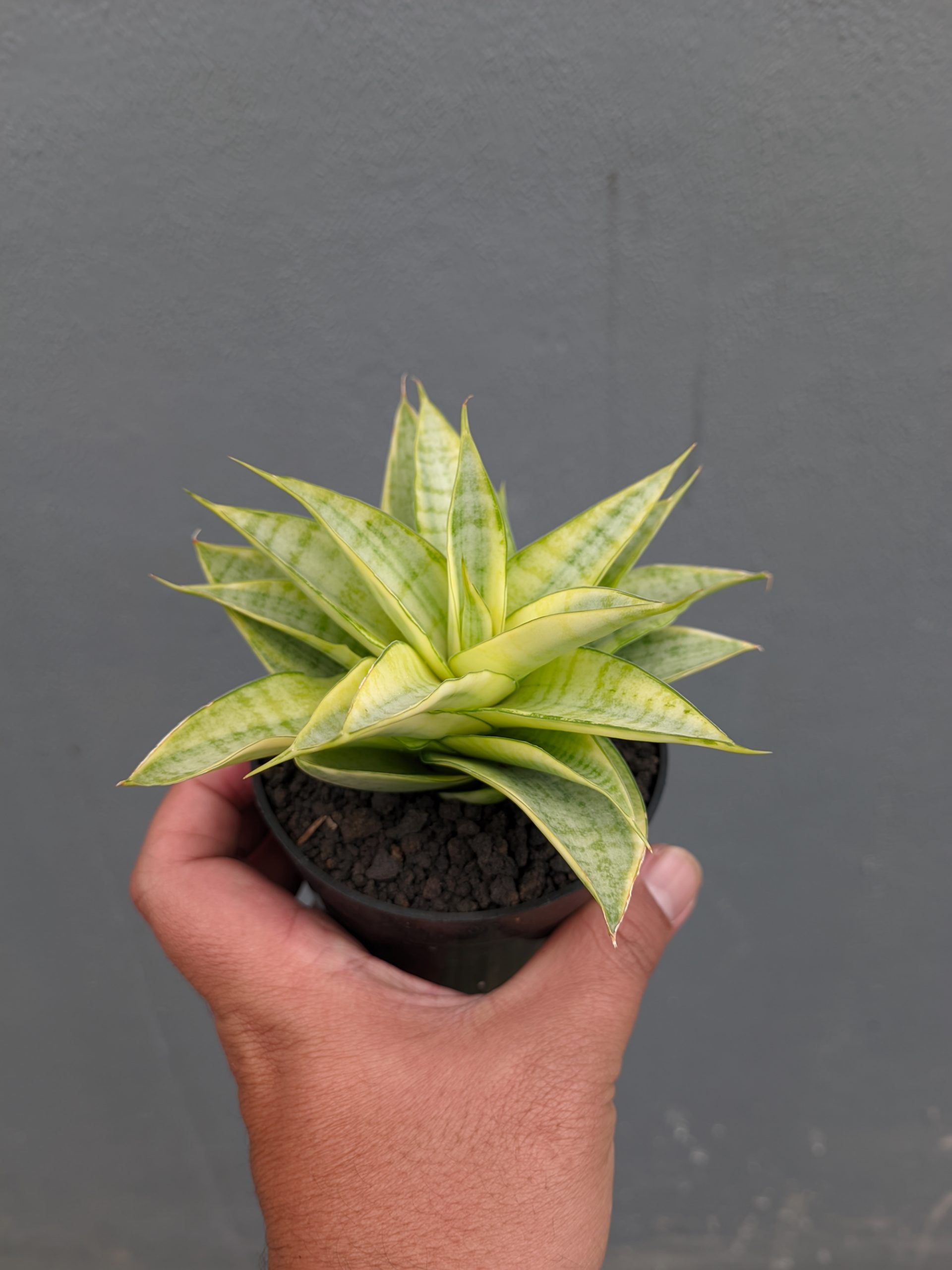 1269. Sansevieria Hybrid Gabriella Yellow Variegated - Image 10