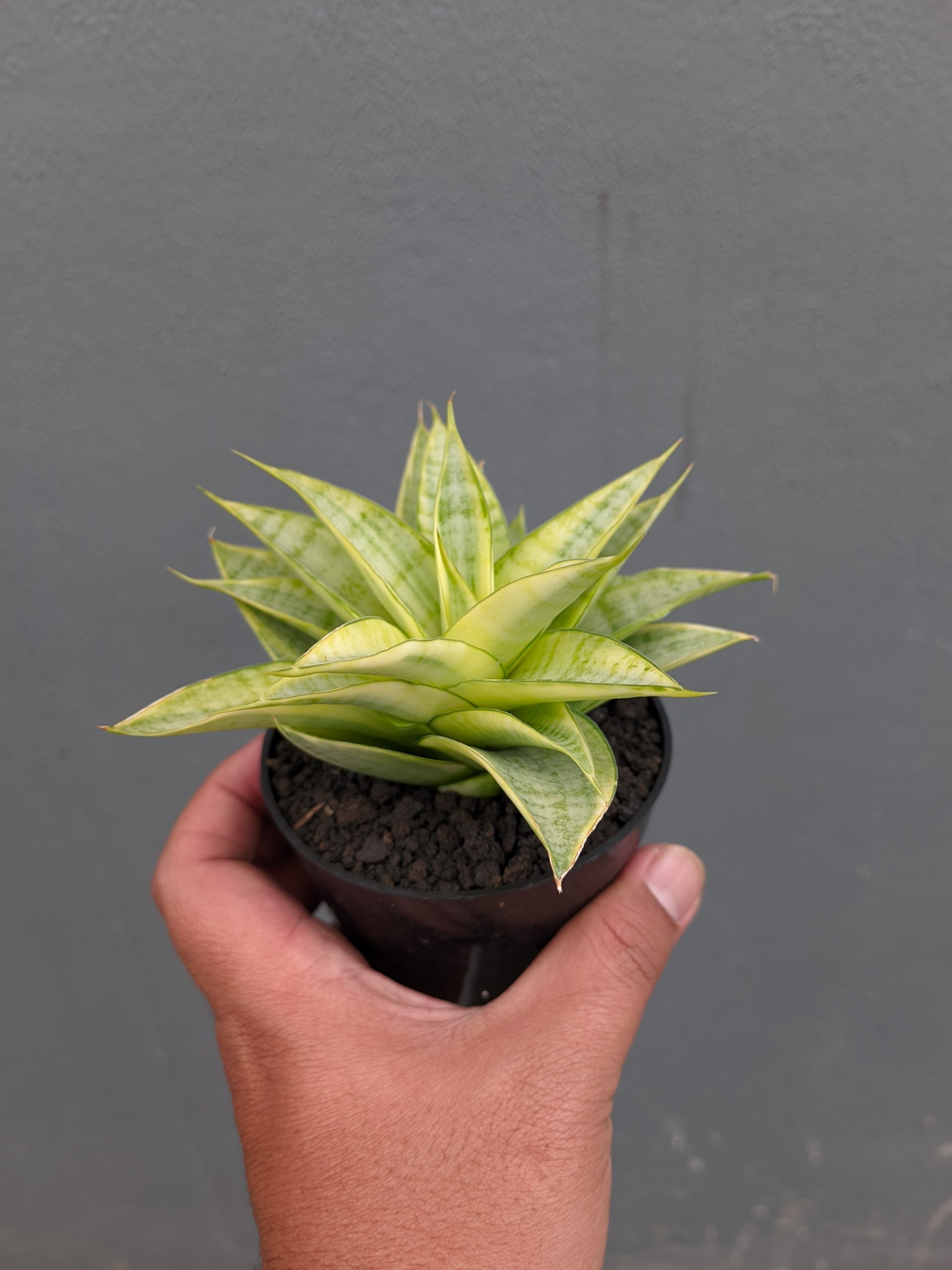 1269. Sansevieria Hybrid Gabriella Yellow Variegated - Image 11