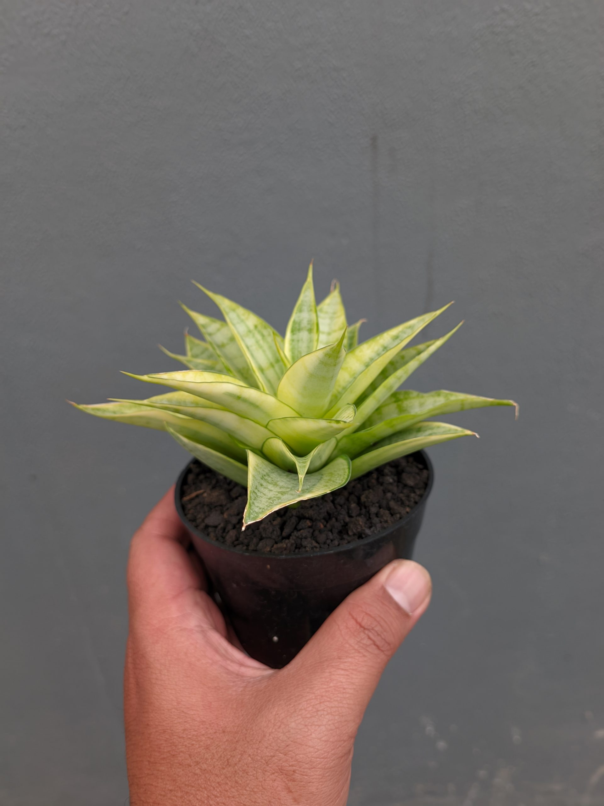 1269. Sansevieria Hybrid Gabriella Yellow Variegated - Image 12