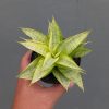 1269. Sansevieria Hybrid Gabriella Yellow Variegated