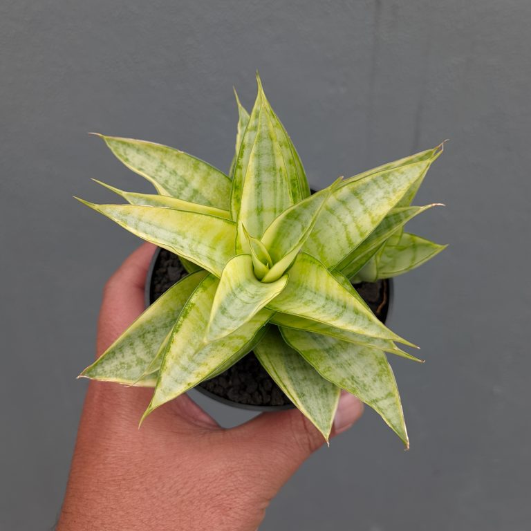 1269. Sansevieria Hybrid Gabriella Yellow Variegated