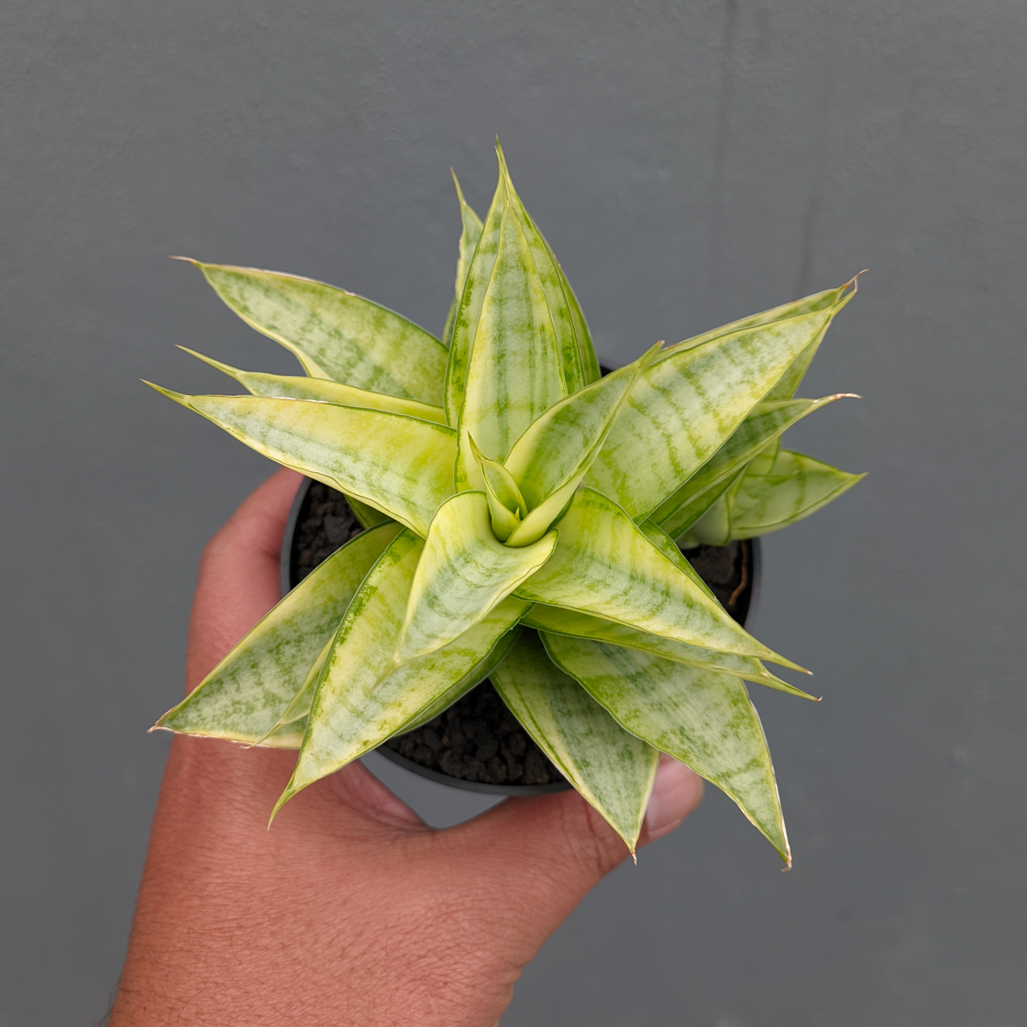 1269. Sansevieria Hybrid Gabriella Yellow Variegated