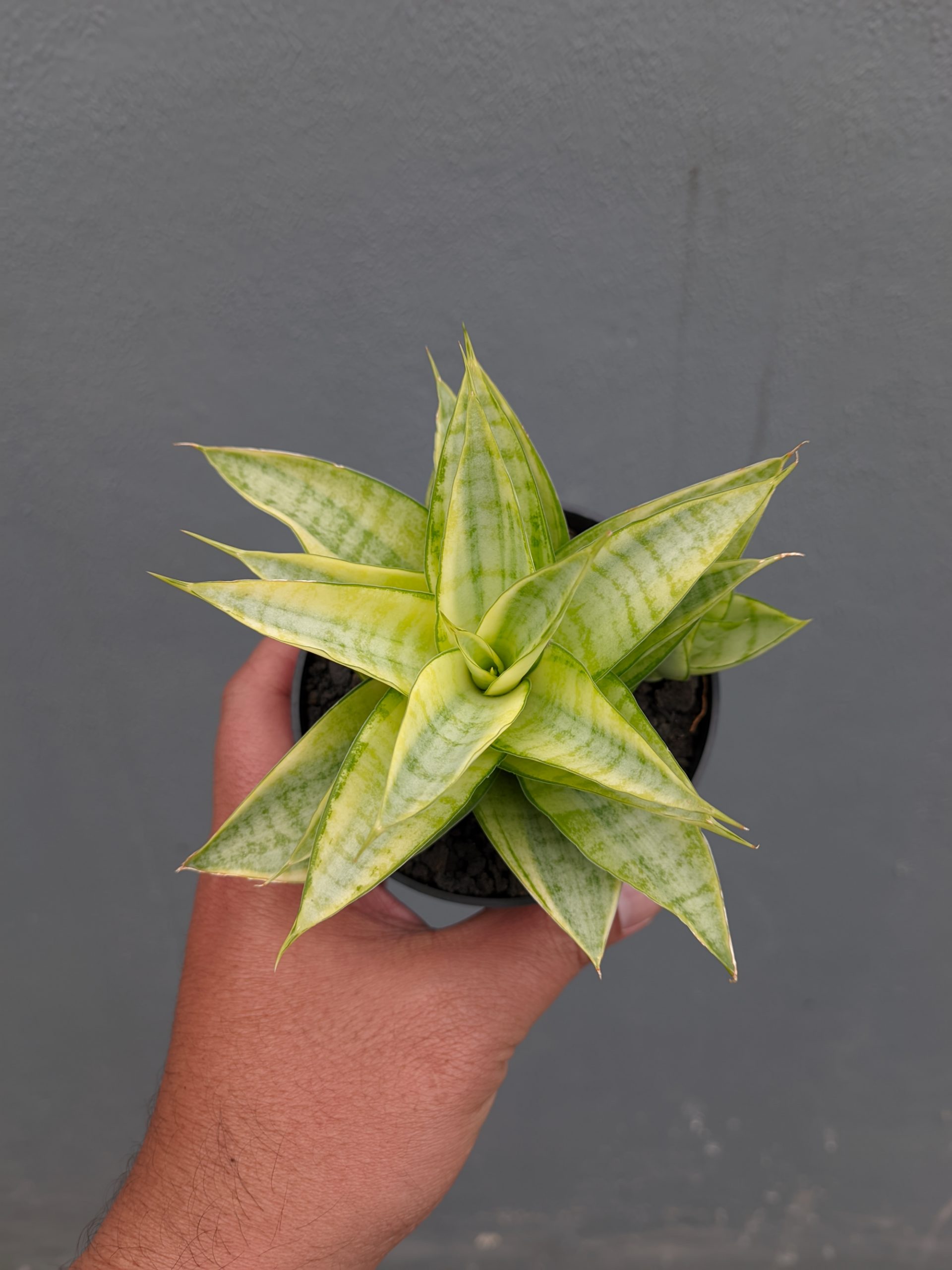 1269. Sansevieria Hybrid Gabriella Yellow Variegated - Image 3