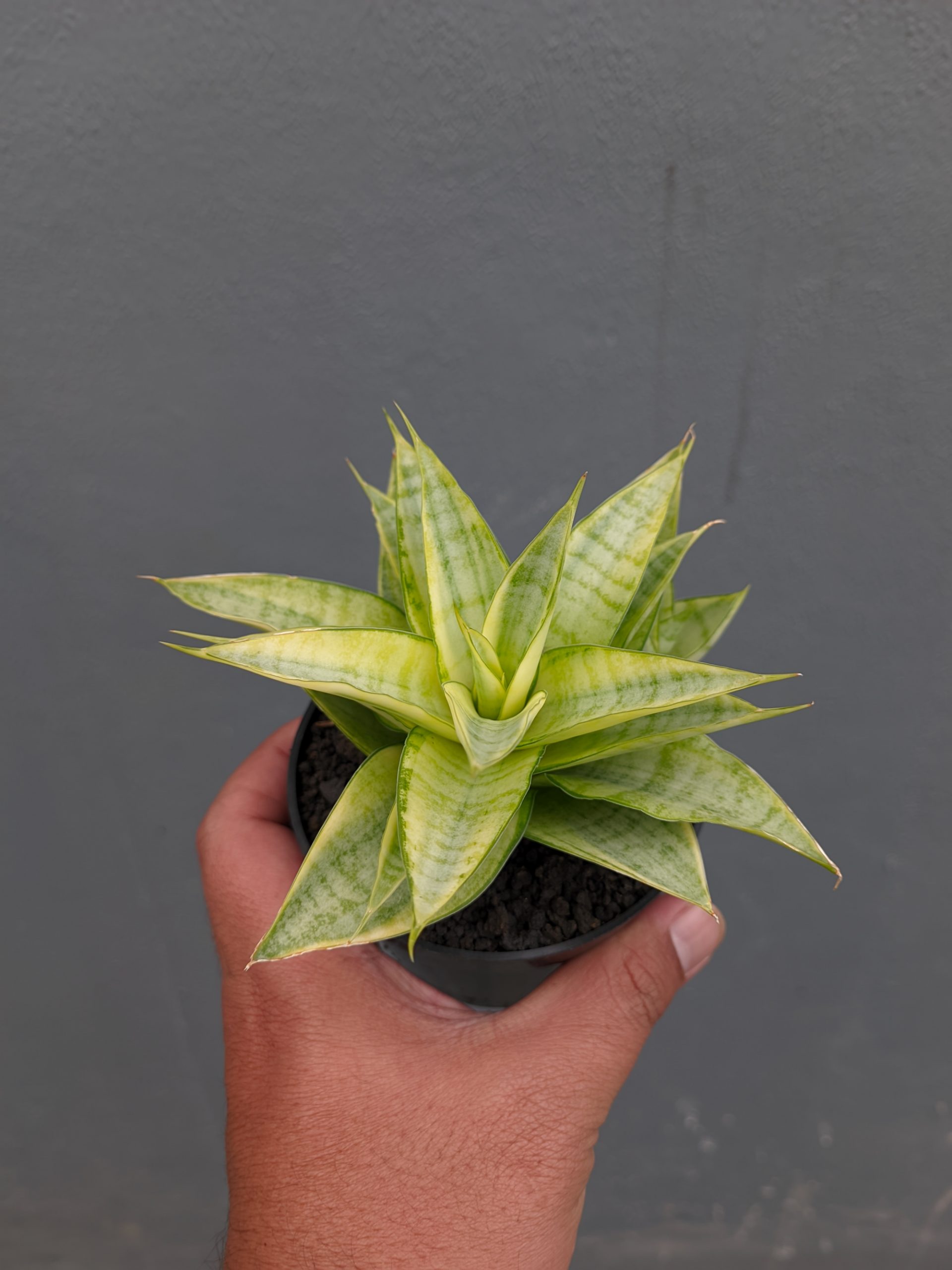 1269. Sansevieria Hybrid Gabriella Yellow Variegated - Image 4
