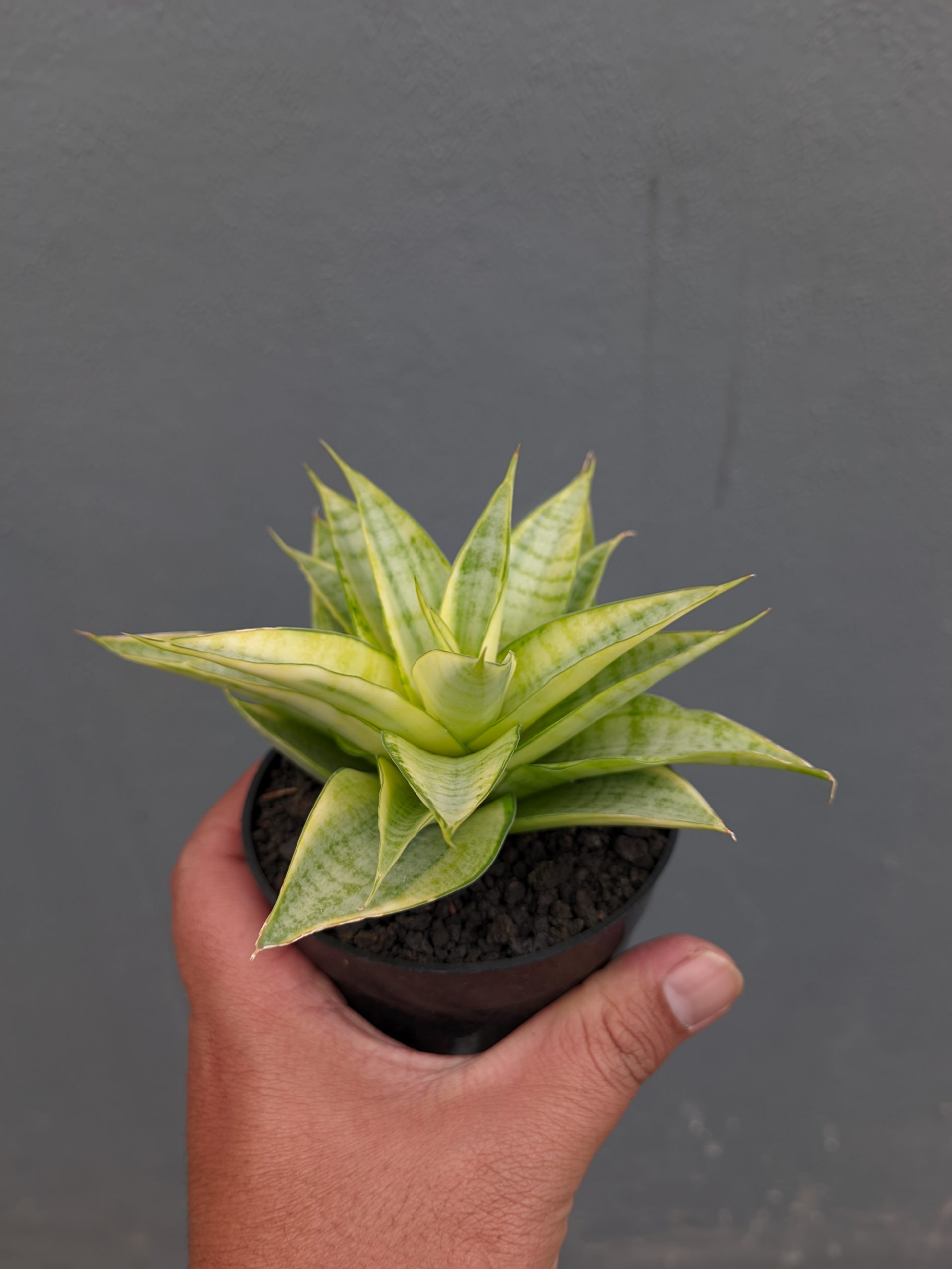 1269. Sansevieria Hybrid Gabriella Yellow Variegated - Image 5