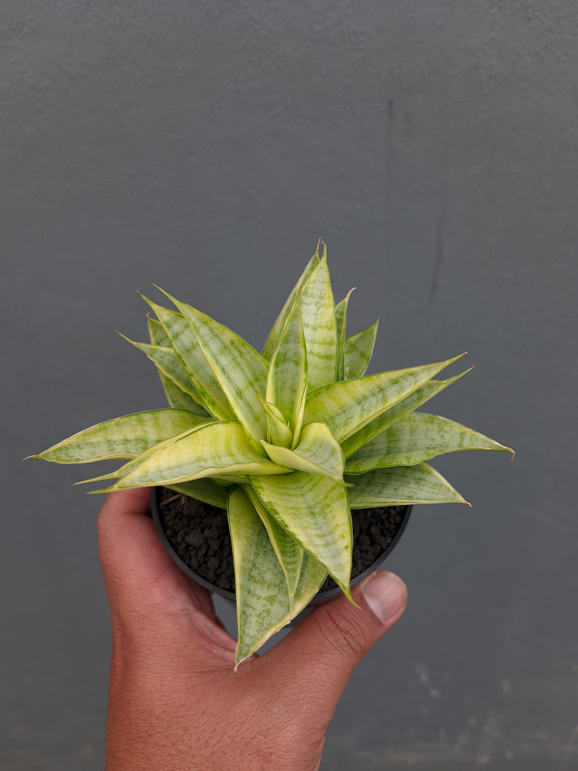 1269. Sansevieria Hybrid Gabriella Yellow Variegated - Image 6