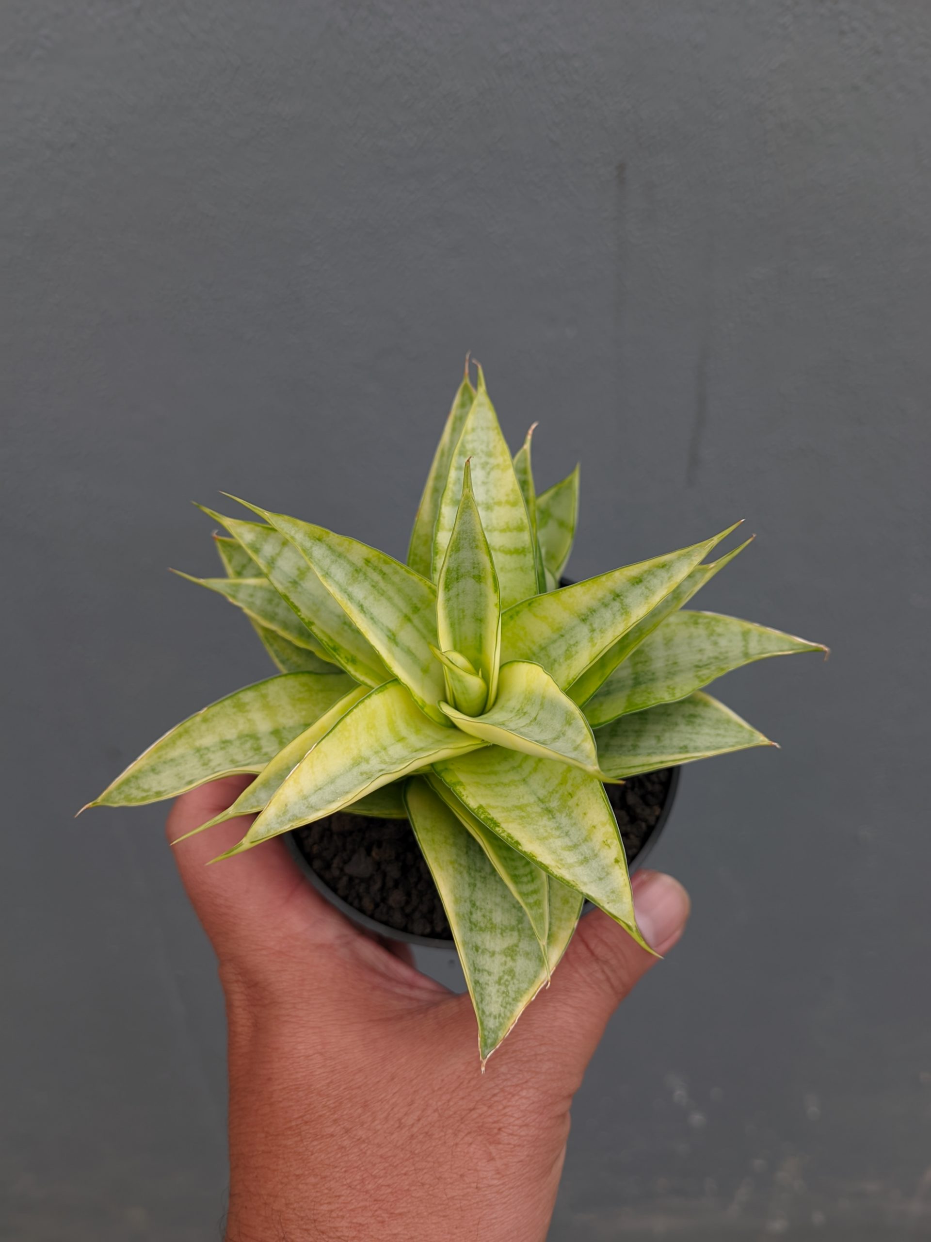 1269. Sansevieria Hybrid Gabriella Yellow Variegated - Image 7