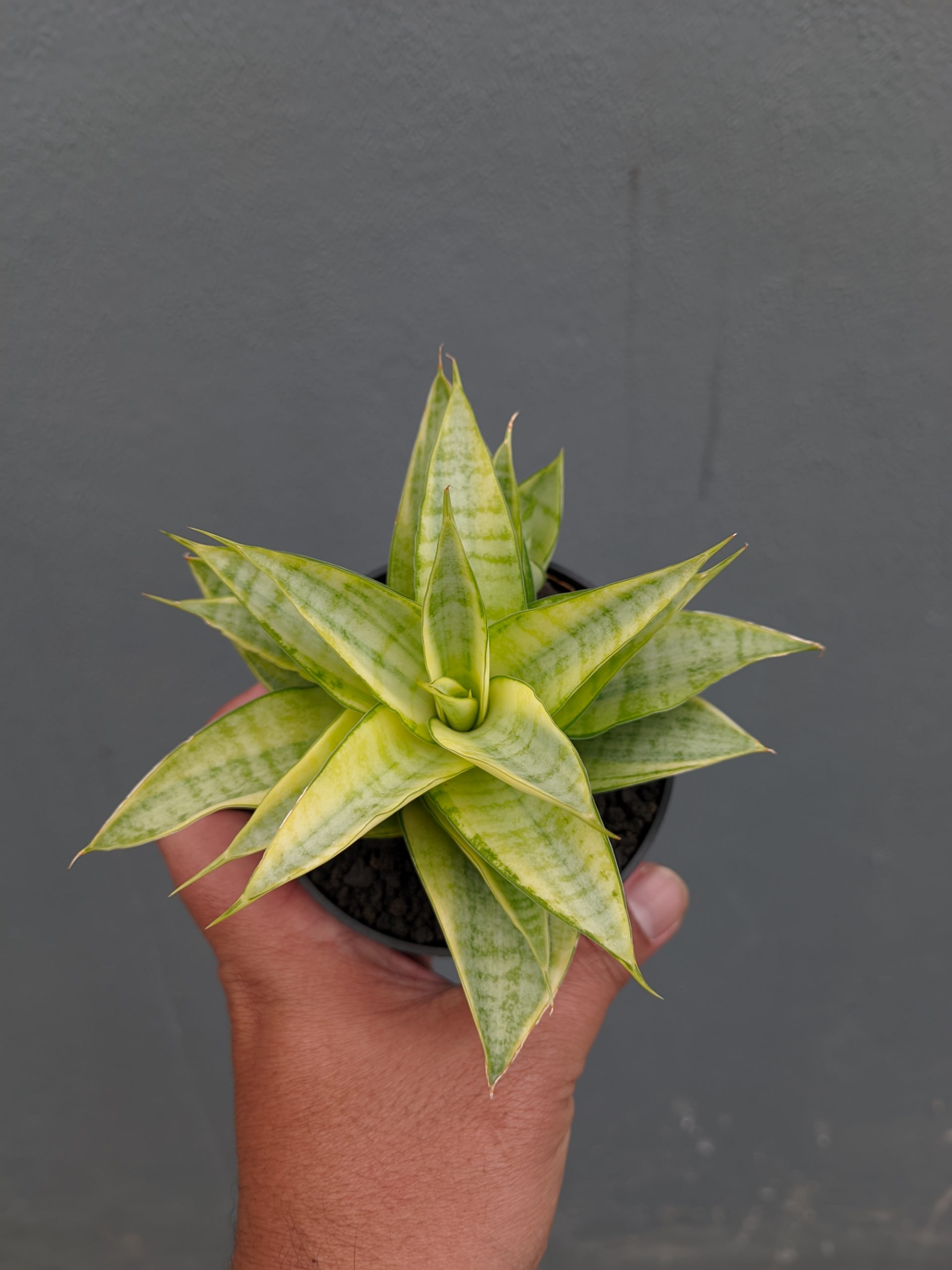 1269. Sansevieria Hybrid Gabriella Yellow Variegated - Image 8