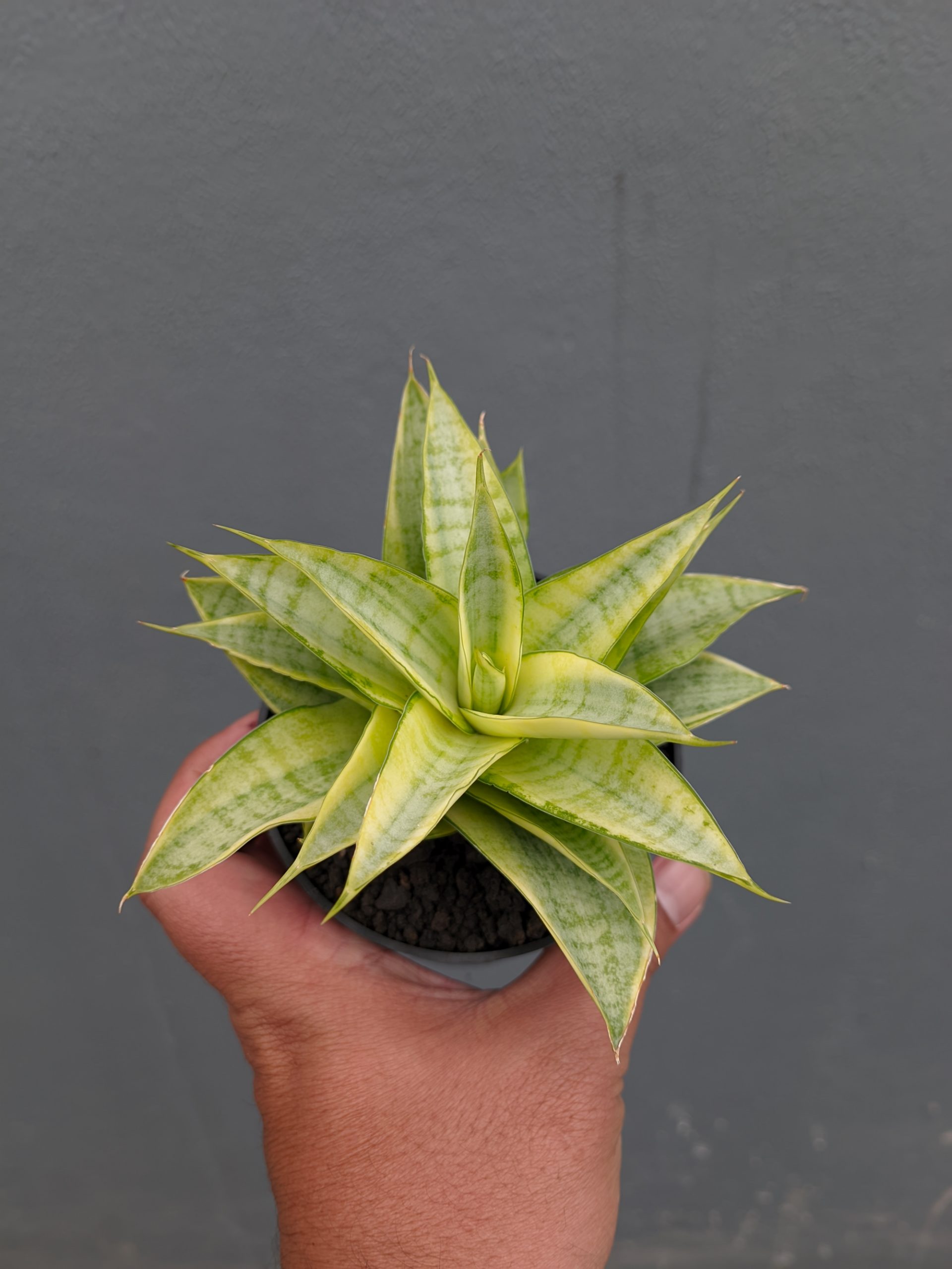 1269. Sansevieria Hybrid Gabriella Yellow Variegated - Image 9