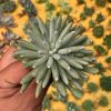 127. Senecio Mandraliscae