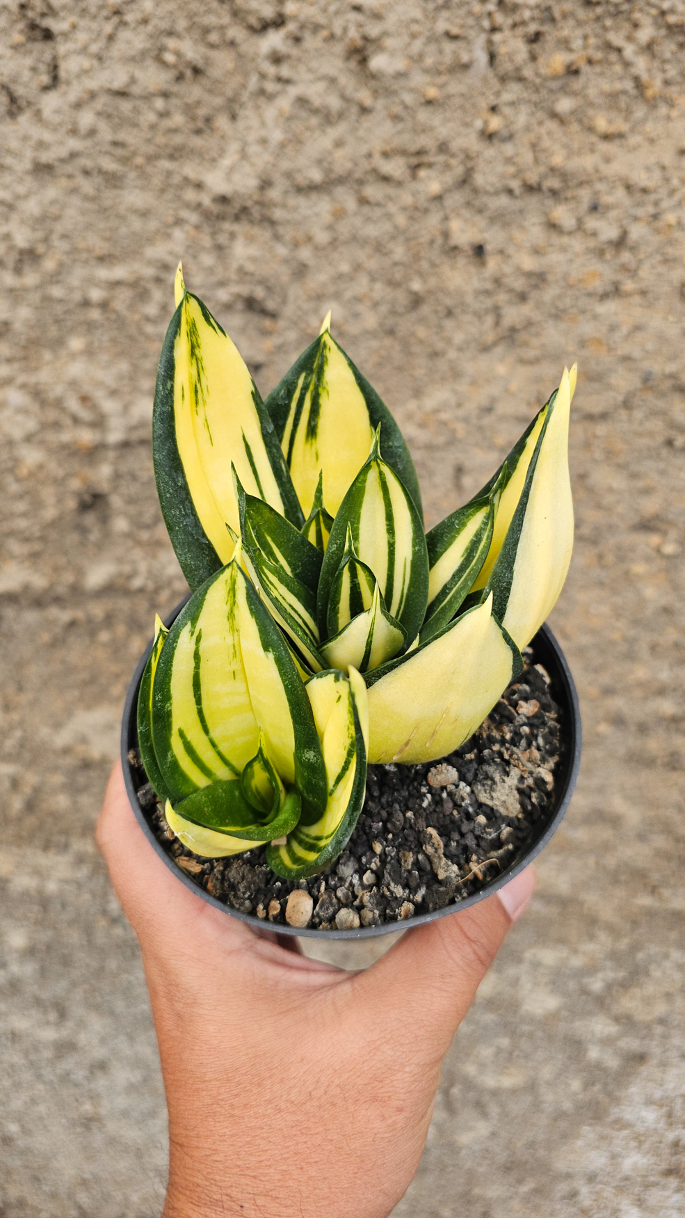 1270. Sansevieria Siam Tower - Image 3