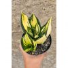 1270. Sansevieria Siam Tower