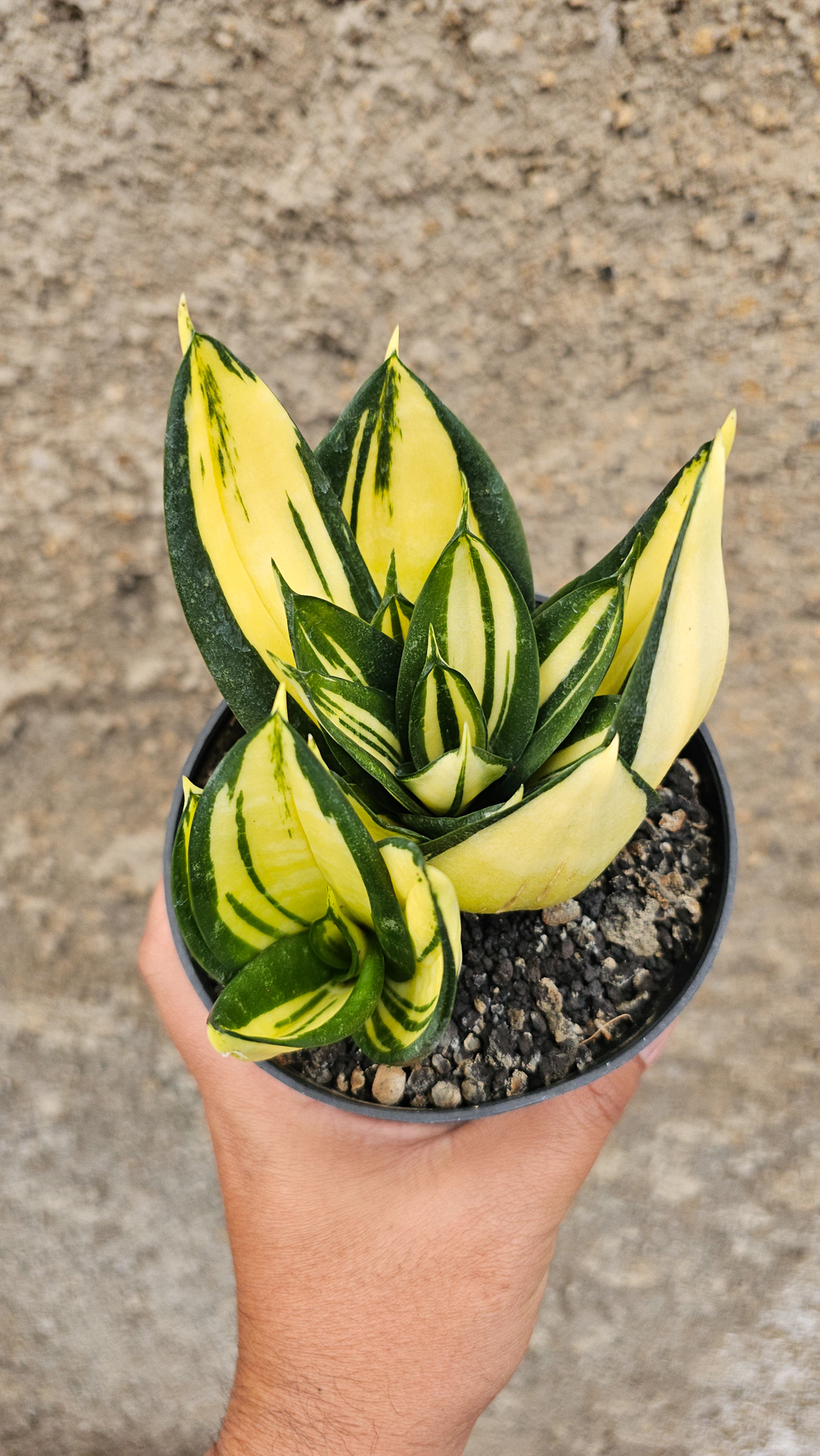 1270. Sansevieria Siam Tower - Image 4