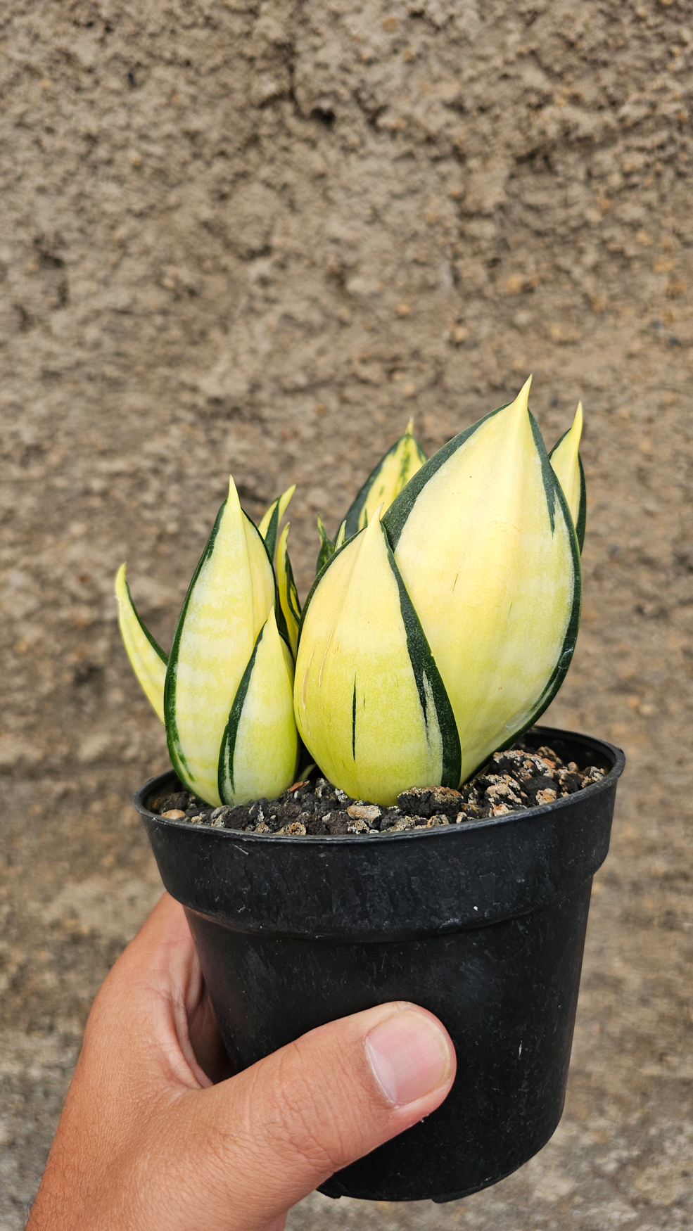 1270. Sansevieria Siam Tower - Image 5
