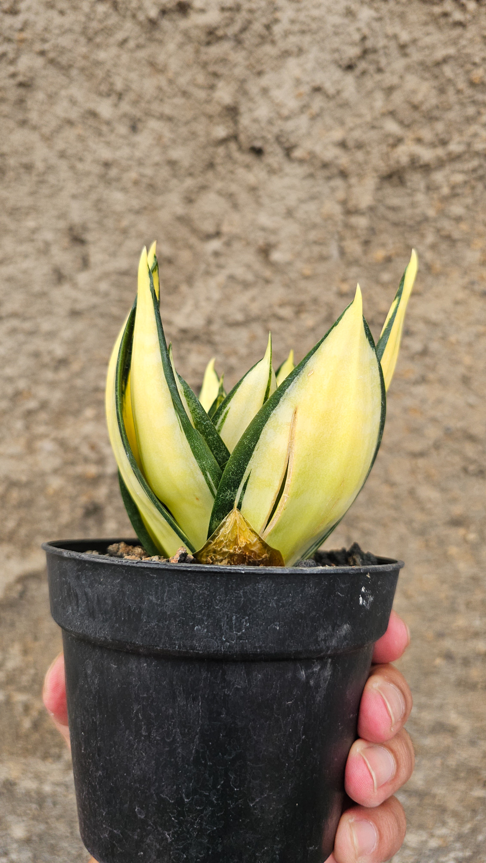 1270. Sansevieria Siam Tower - Image 6