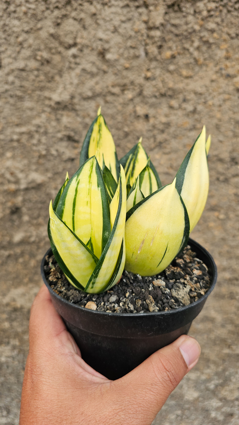 1270. Sansevieria Siam Tower - Image 2