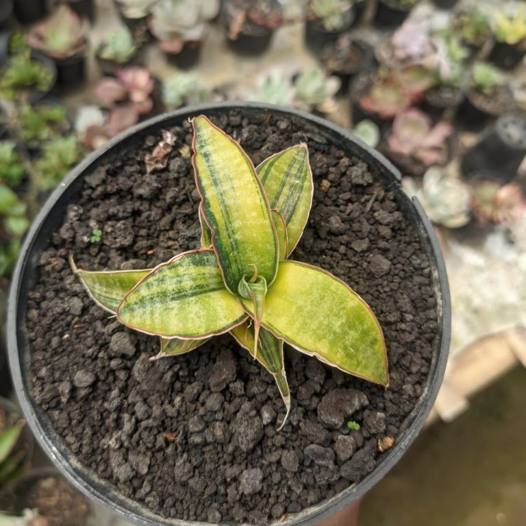 1272. Sansevieria Kuku Bima Variegated